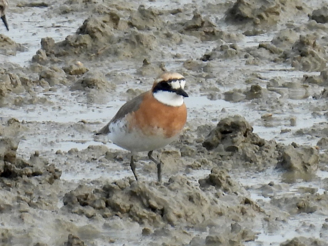 Siberian Sand-Plover - Stan Arnold