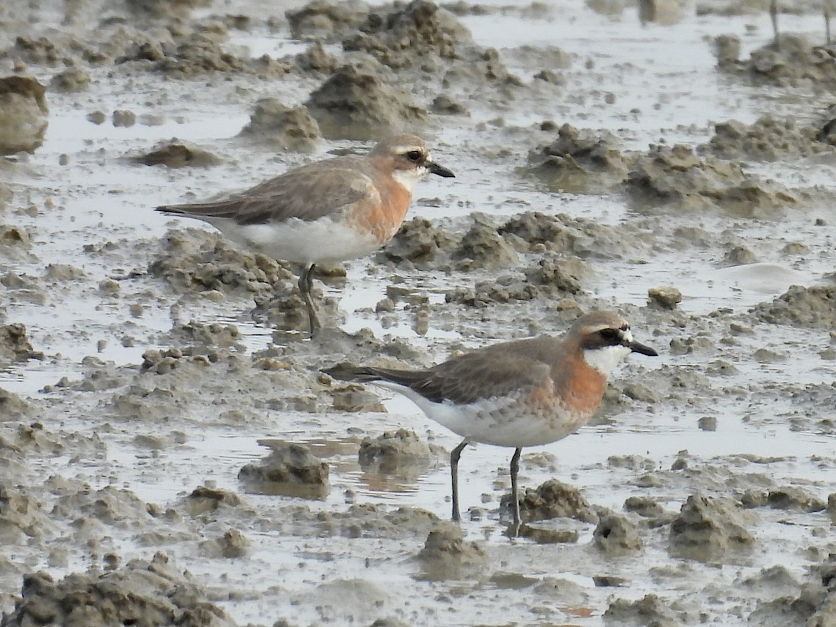 Siberian Sand-Plover - Stan Arnold