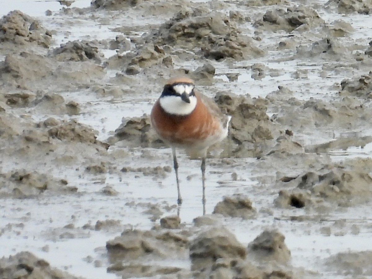 Siberian Sand-Plover - Stan Arnold