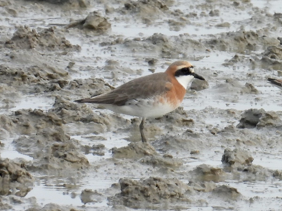 Siberian Sand-Plover - Stan Arnold