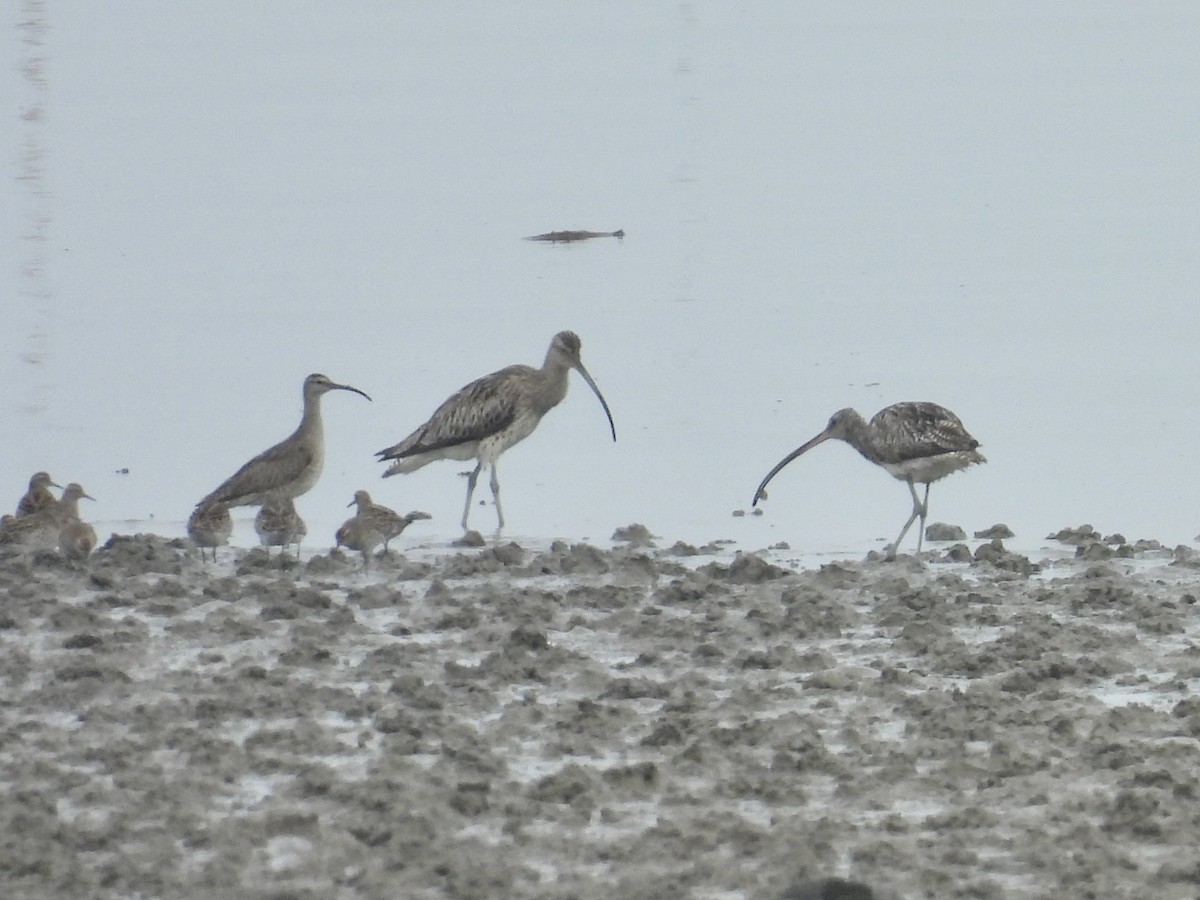 Far Eastern Curlew - Stan Arnold