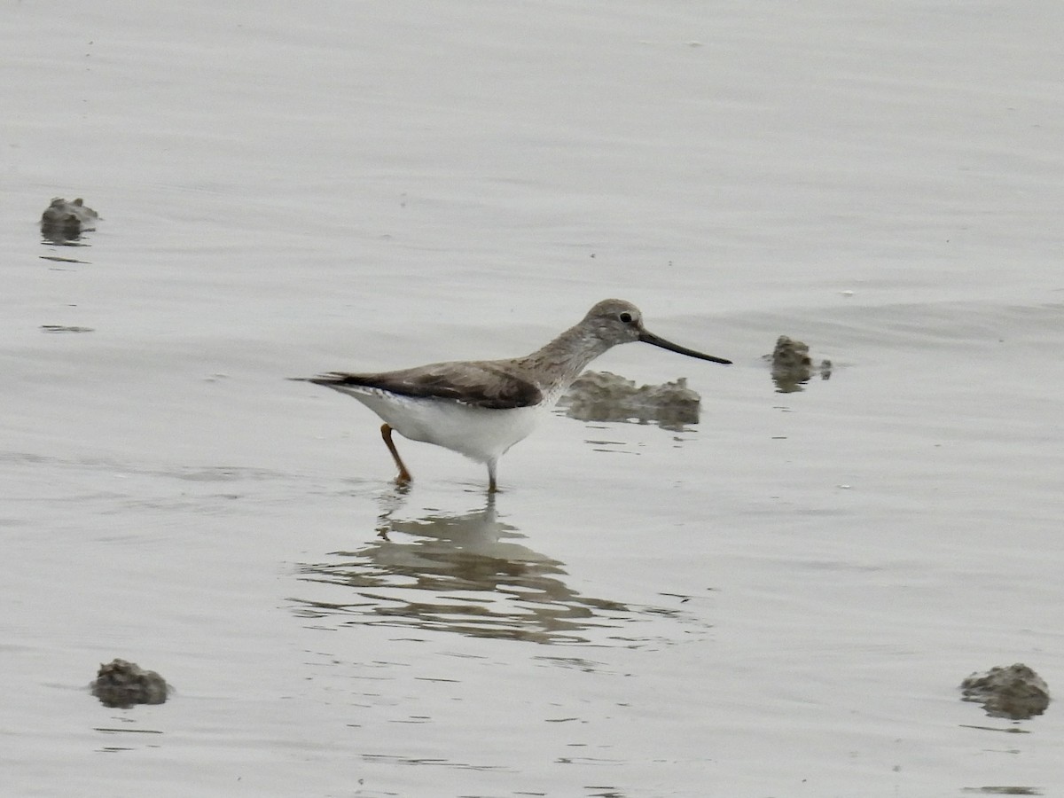 Terek Sandpiper - Stan Arnold