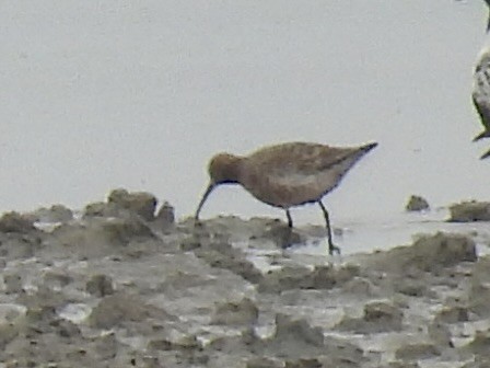 Curlew Sandpiper - Stan Arnold