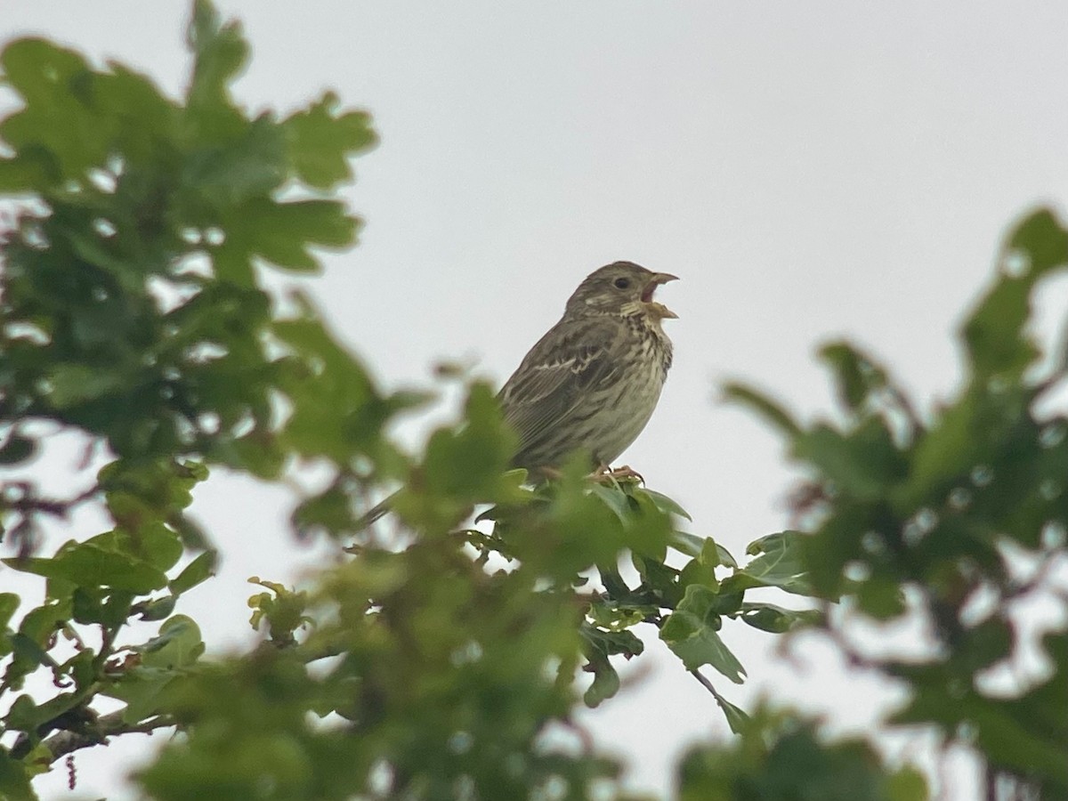 Corn Bunting - Dave Craven