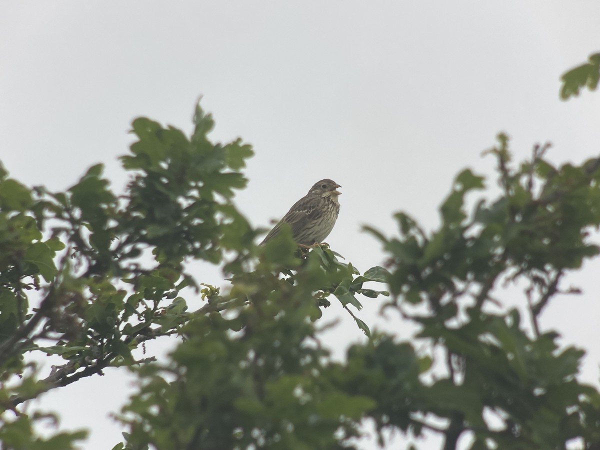 Corn Bunting - ML619560718