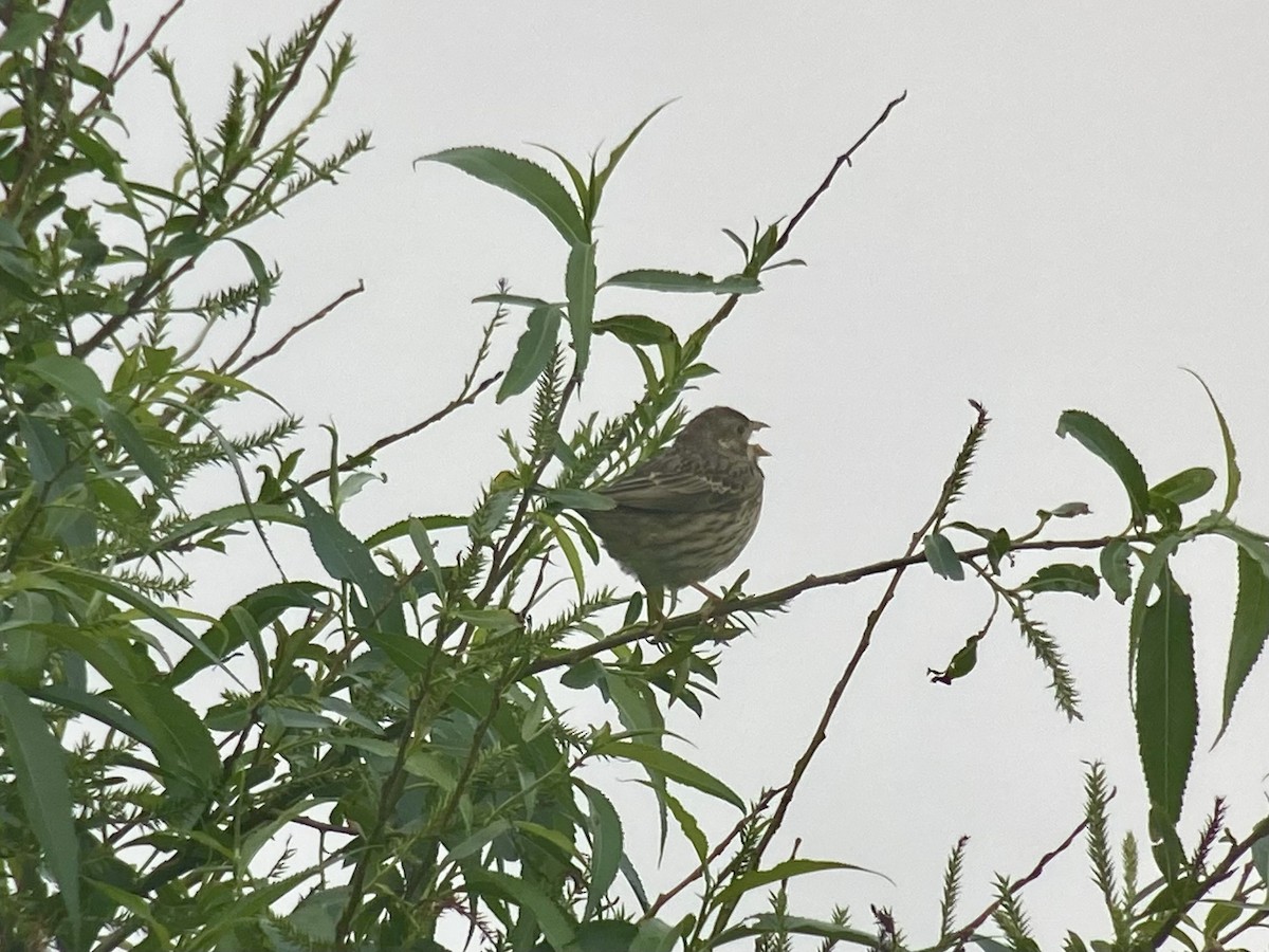 Corn Bunting - Dave Craven