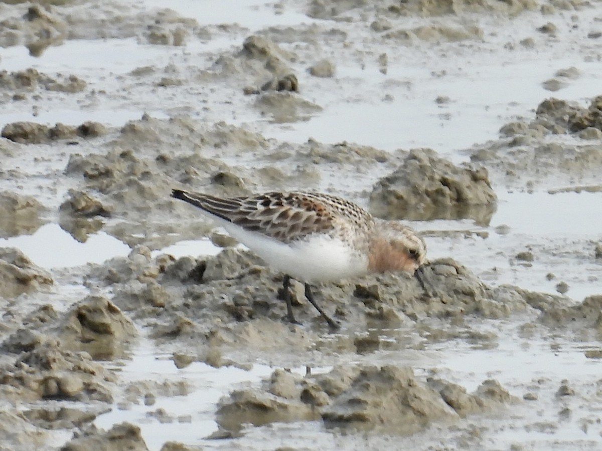 Red-necked Stint - Stan Arnold