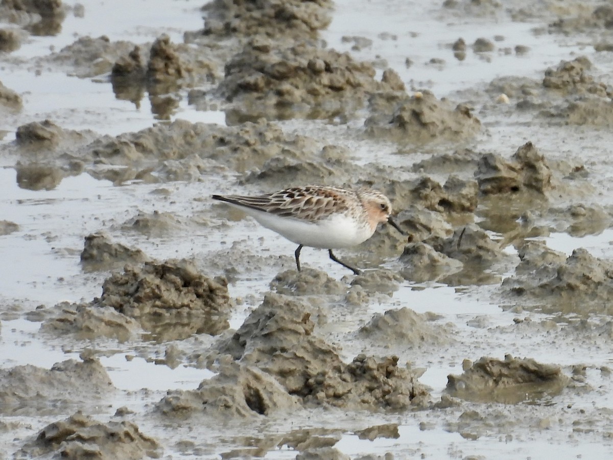 Red-necked Stint - Stan Arnold