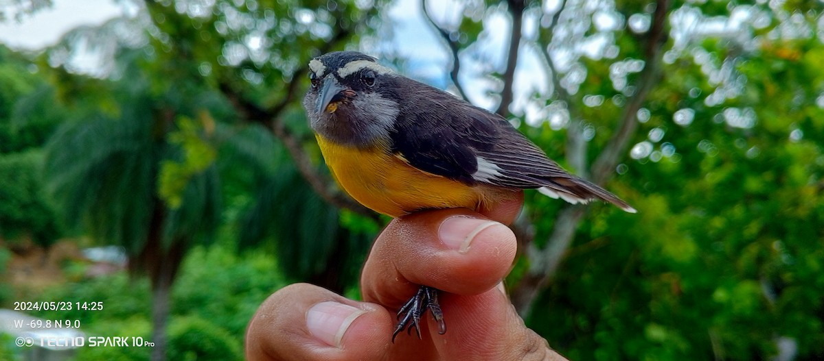 Bananaquit - Luis Mieres Bastidas