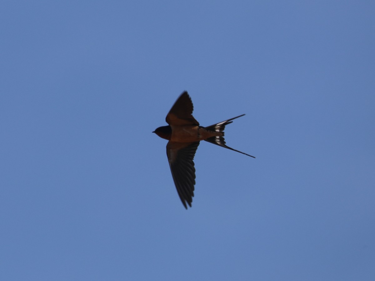 Barn Swallow - Daniel Hinnebusch