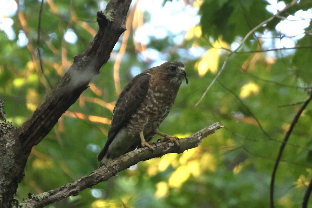 Broad-winged Hawk - ML619560741