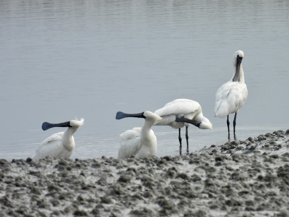 Black-faced Spoonbill - Stan Arnold