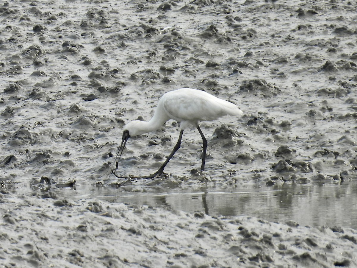 Black-faced Spoonbill - Stan Arnold