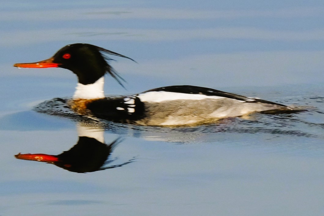 Red-breasted Merganser - Gervais Henley