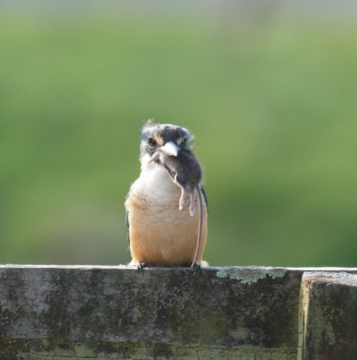 Sacred Kingfisher - ML619560753