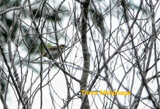 Streak-breasted Honeyeater - ML619560754