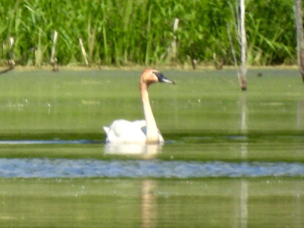 Trumpeter Swan - Jayne L