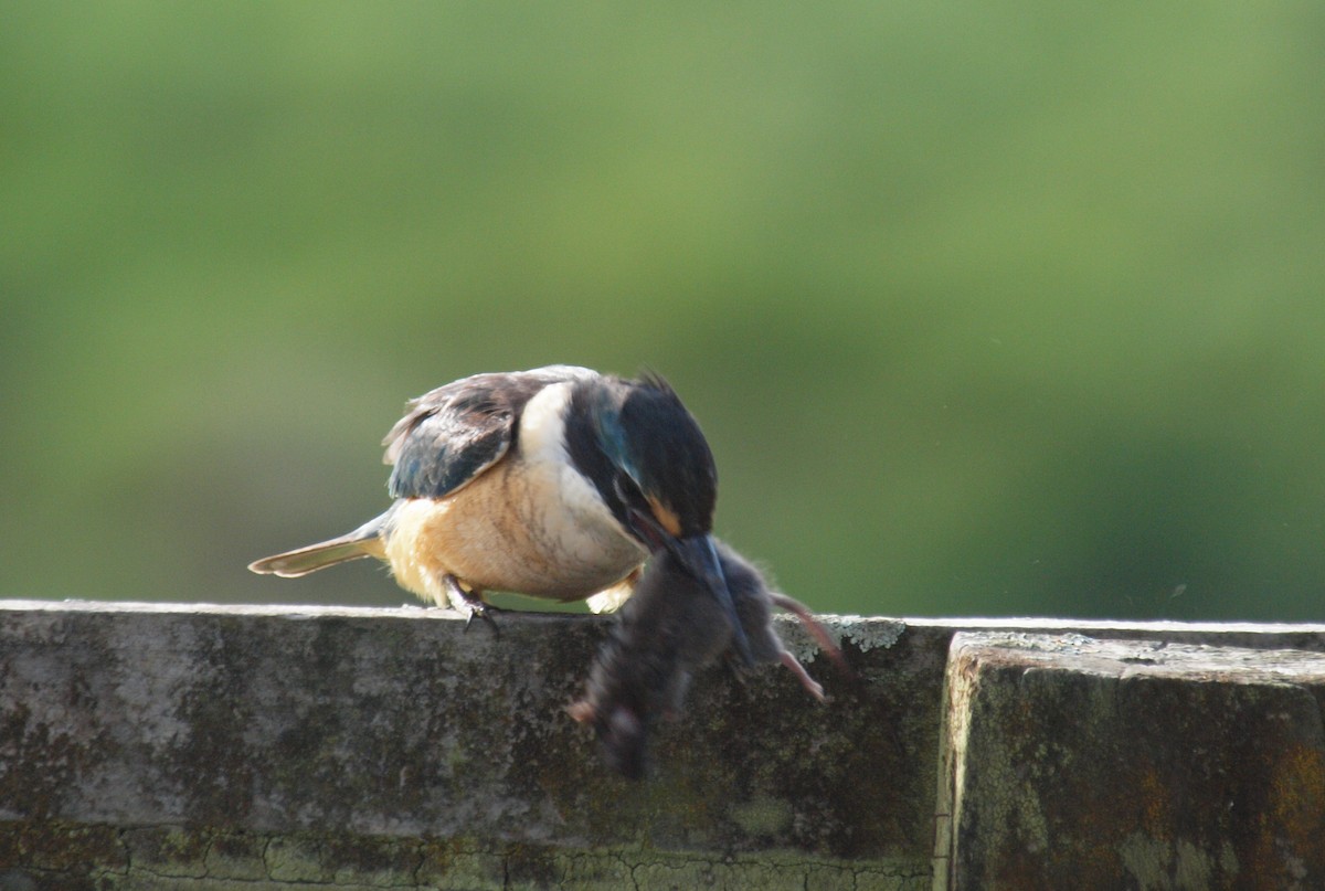 Sacred Kingfisher - Shane Robinson