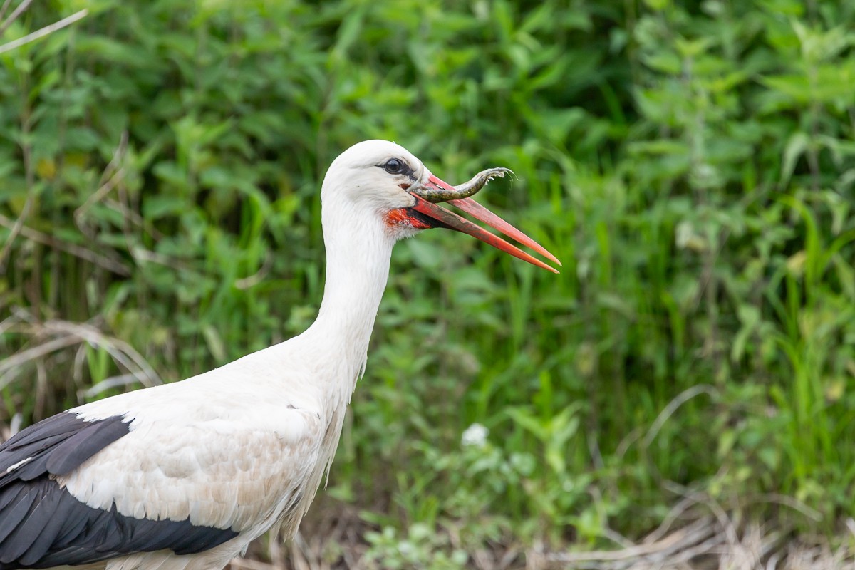 White Stork - ML619560758