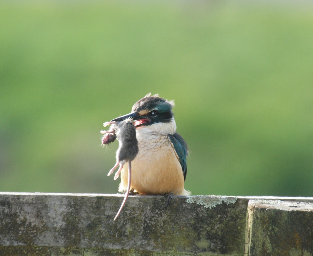 Sacred Kingfisher - Shane Robinson