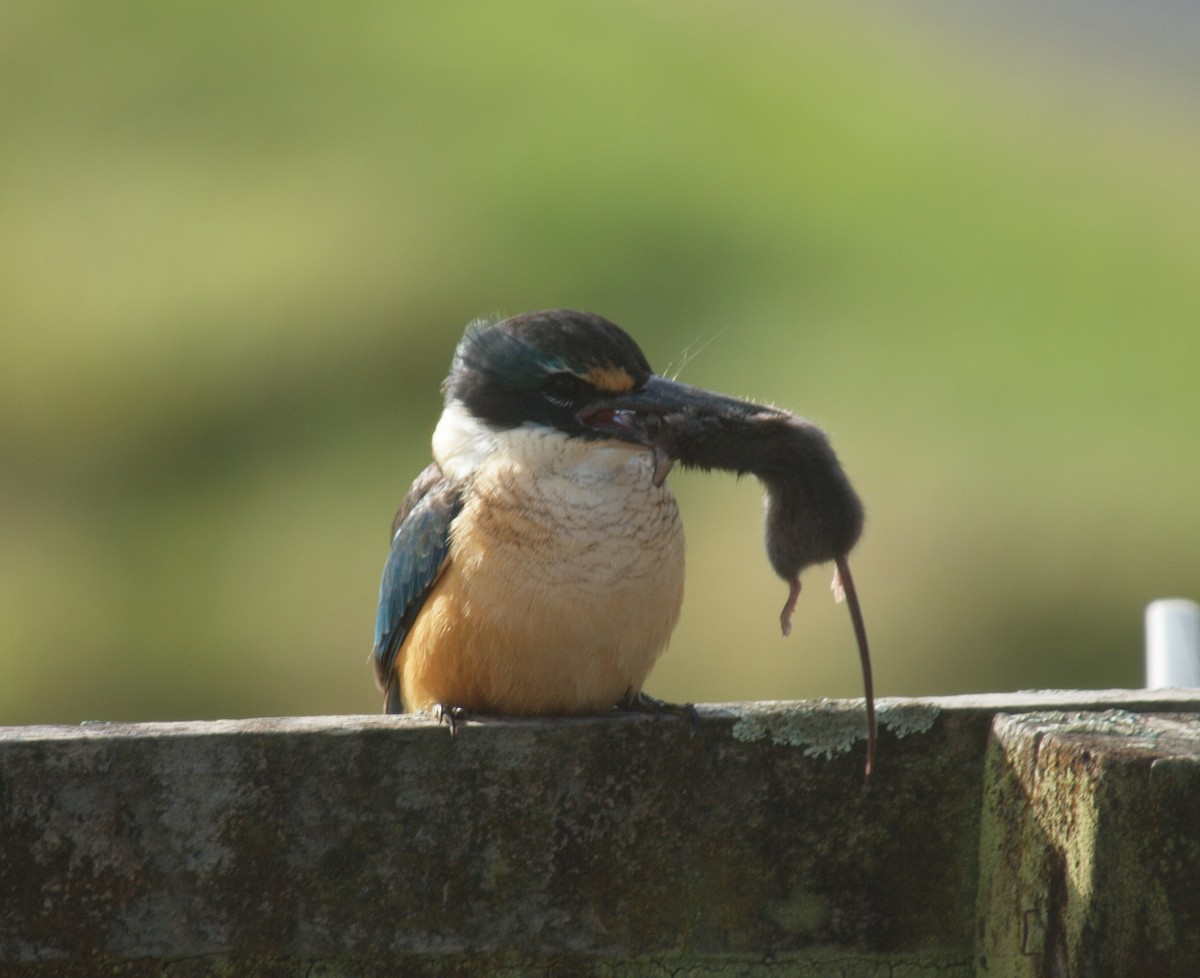 Sacred Kingfisher - Shane Robinson