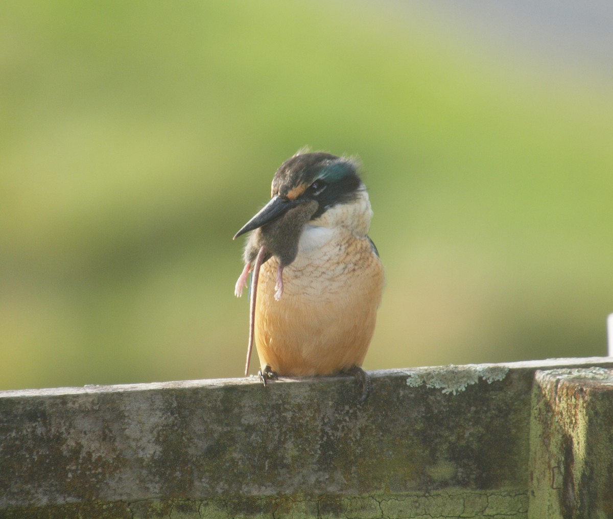 Sacred Kingfisher - ML619560767