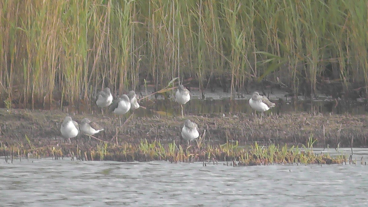 Common Greenshank - Christopher Bourne