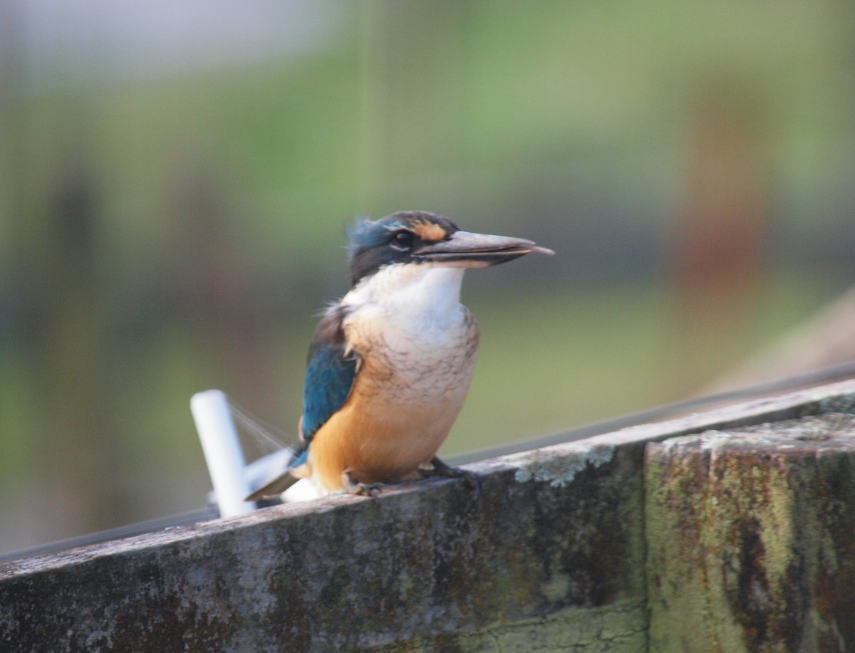 Sacred Kingfisher - ML619560771