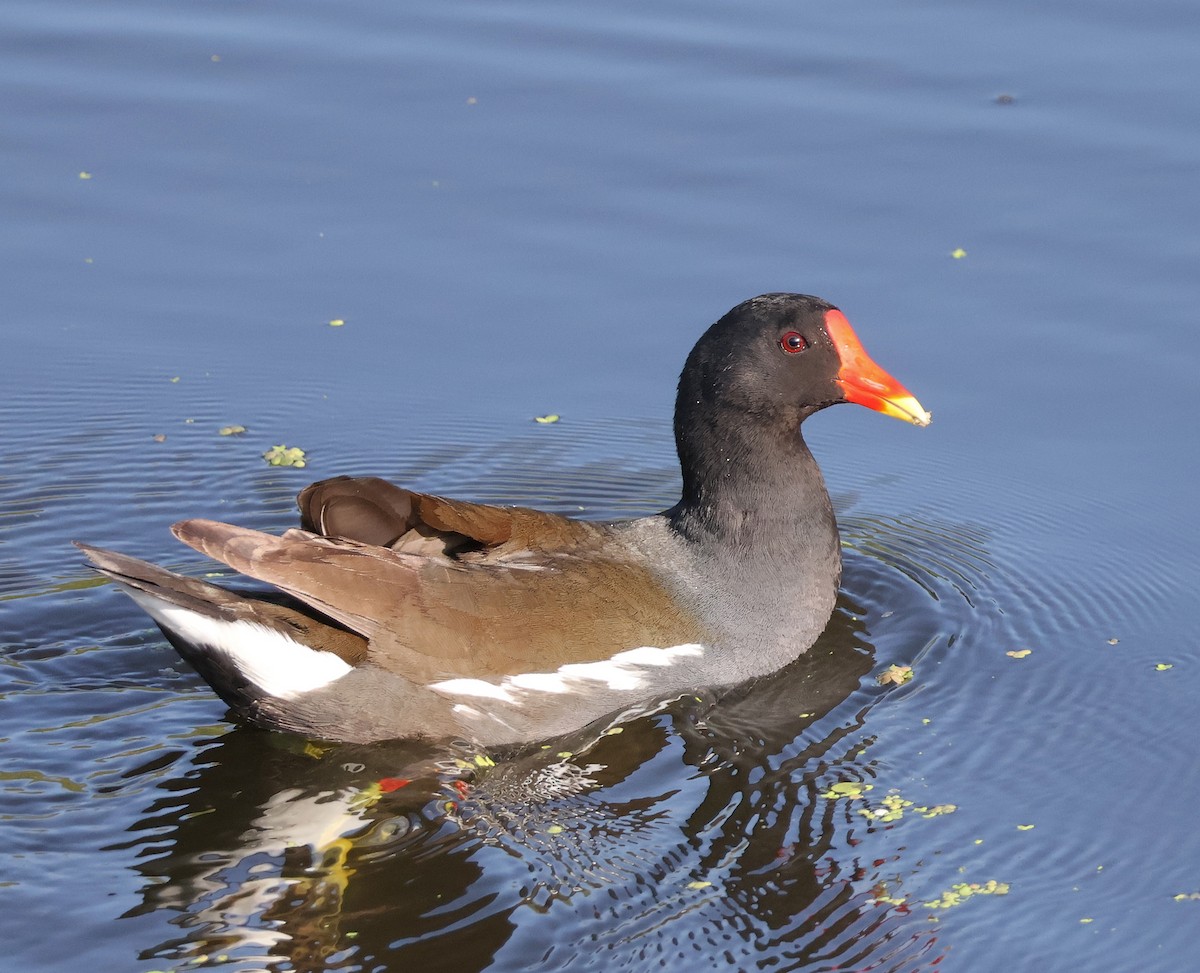 Eurasian Moorhen - Mileta Čeković