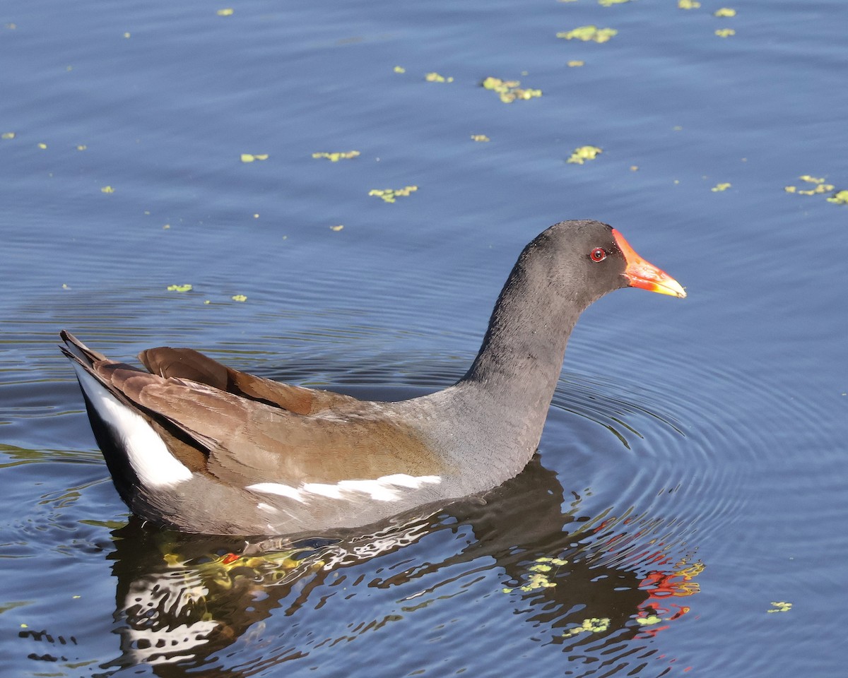 Eurasian Moorhen - Mileta Čeković