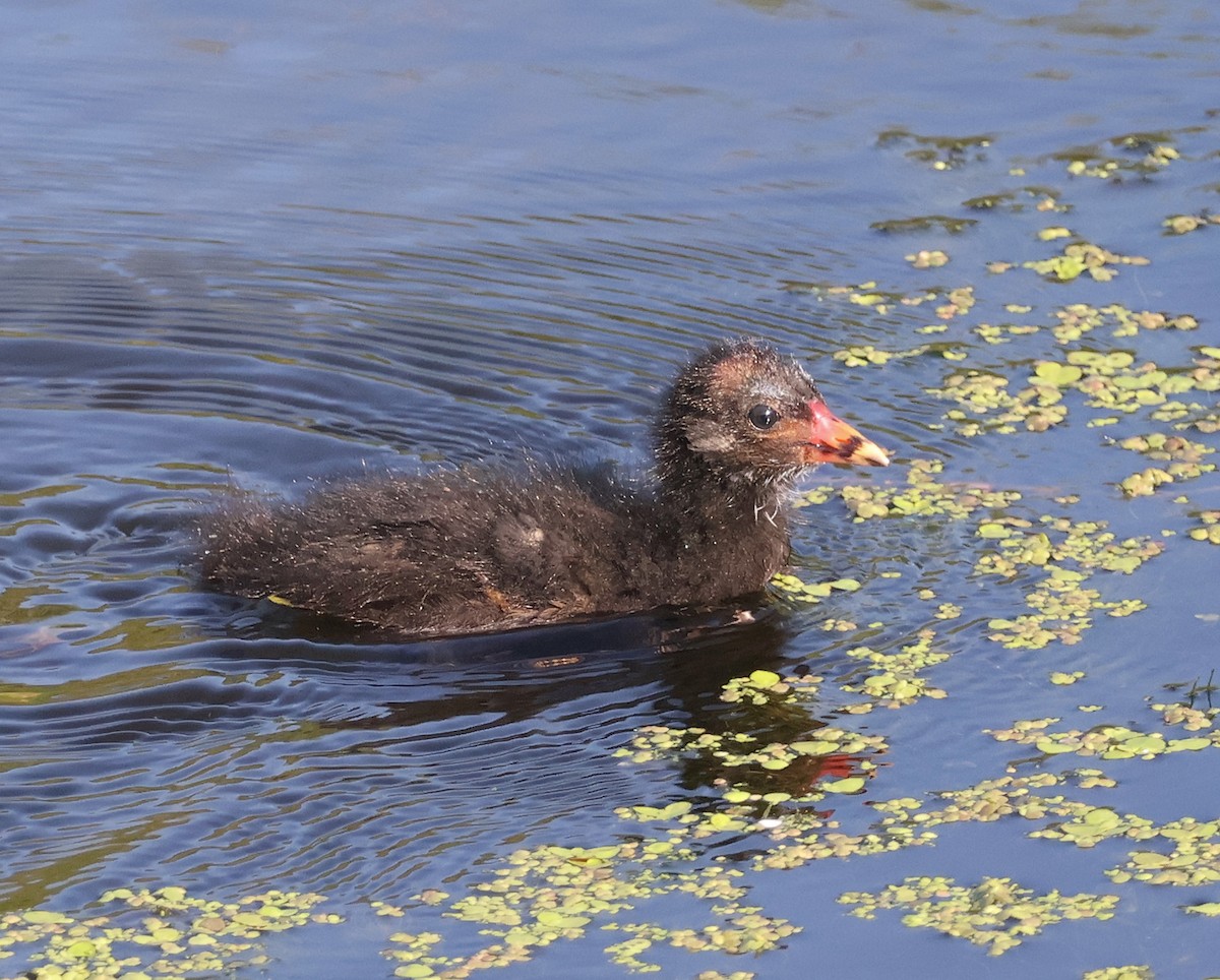 Eurasian Moorhen - Mileta Čeković