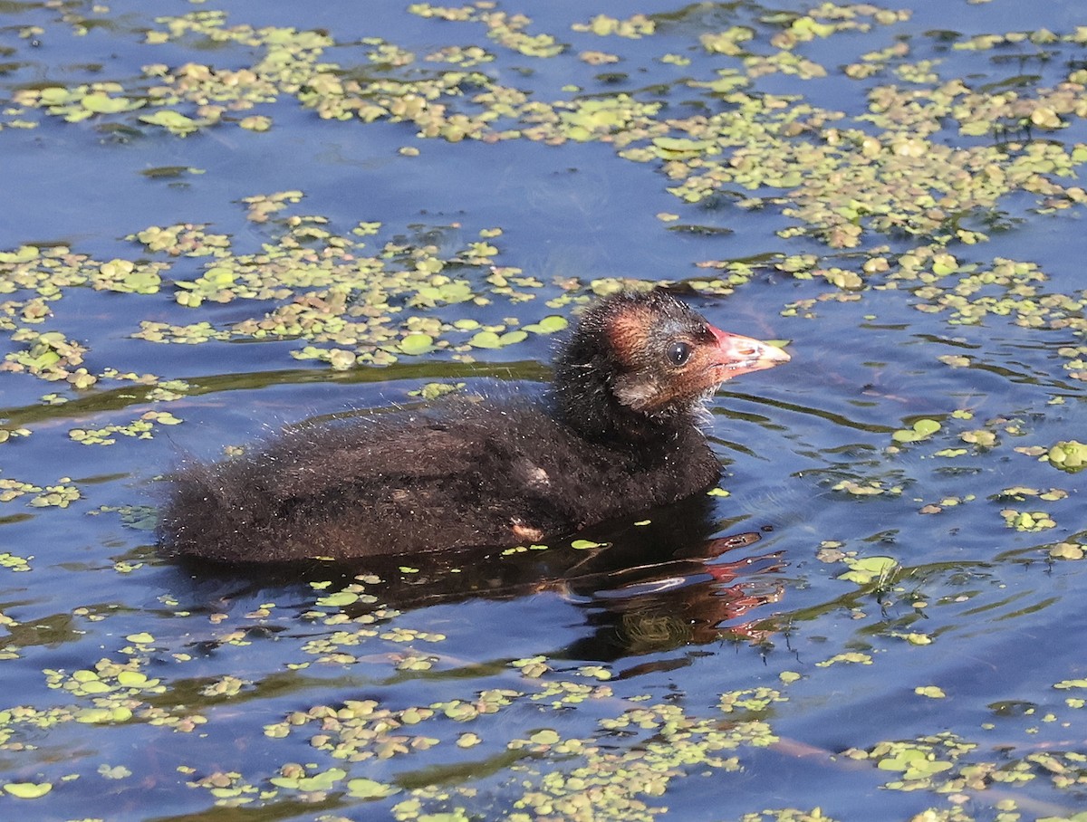 Eurasian Moorhen - Mileta Čeković