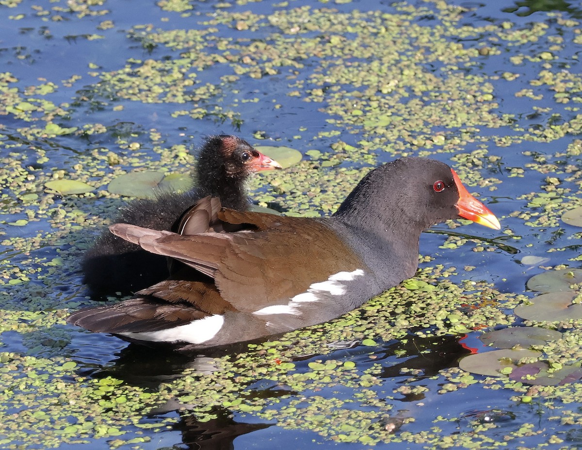 Eurasian Moorhen - Mileta Čeković