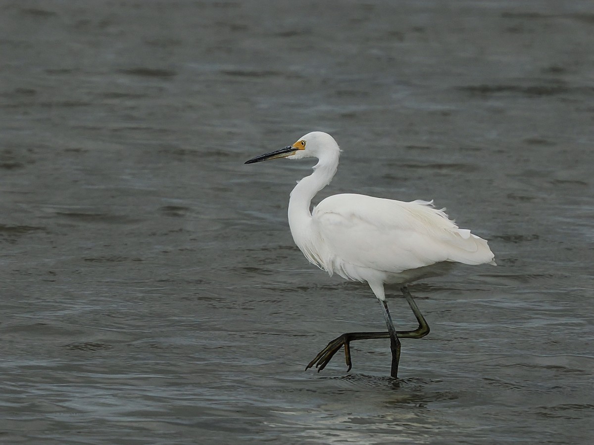 Little Egret - Len and Chris Ezzy