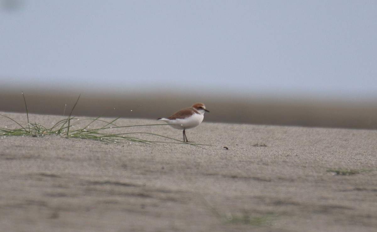 Kentish Plover - Praveen H N