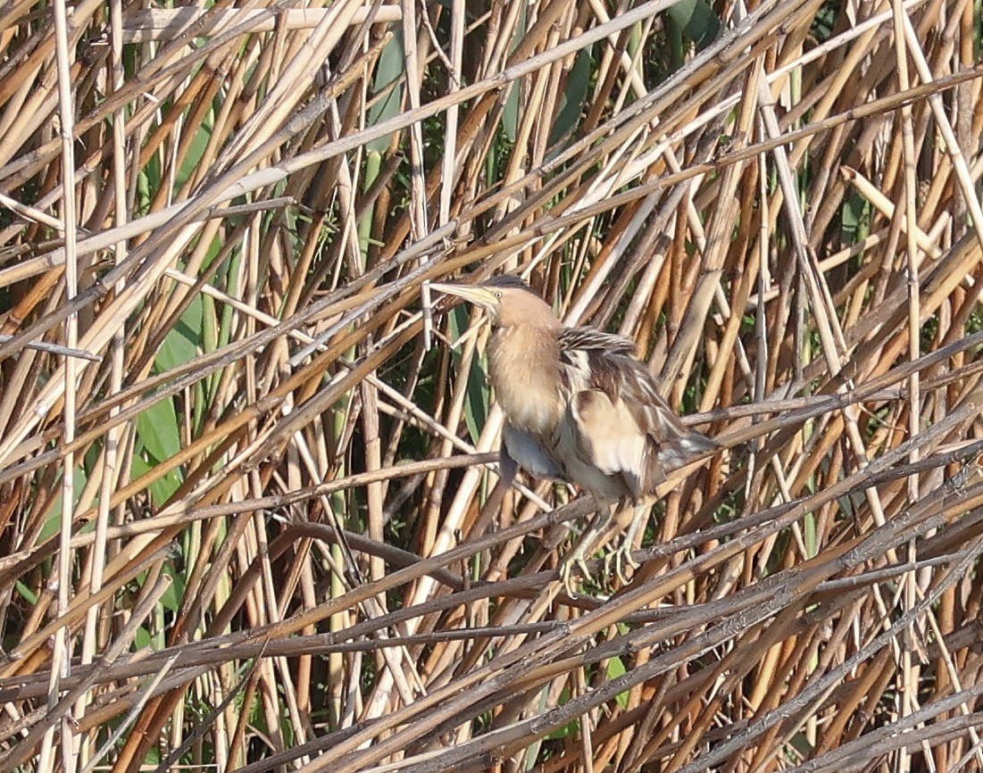 Little Bittern - Mileta Čeković