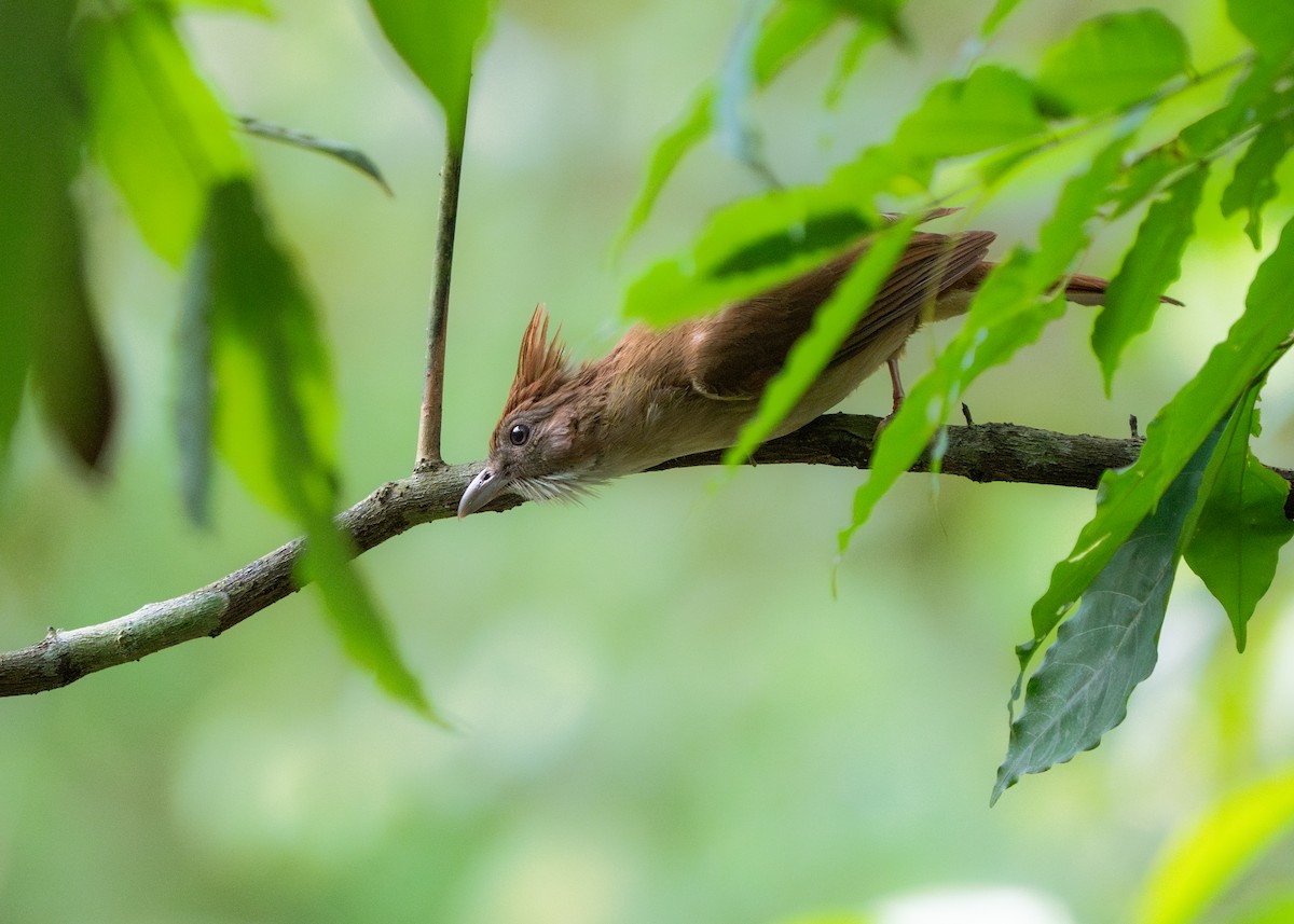 Puff-throated Bulbul - Reiügi ß