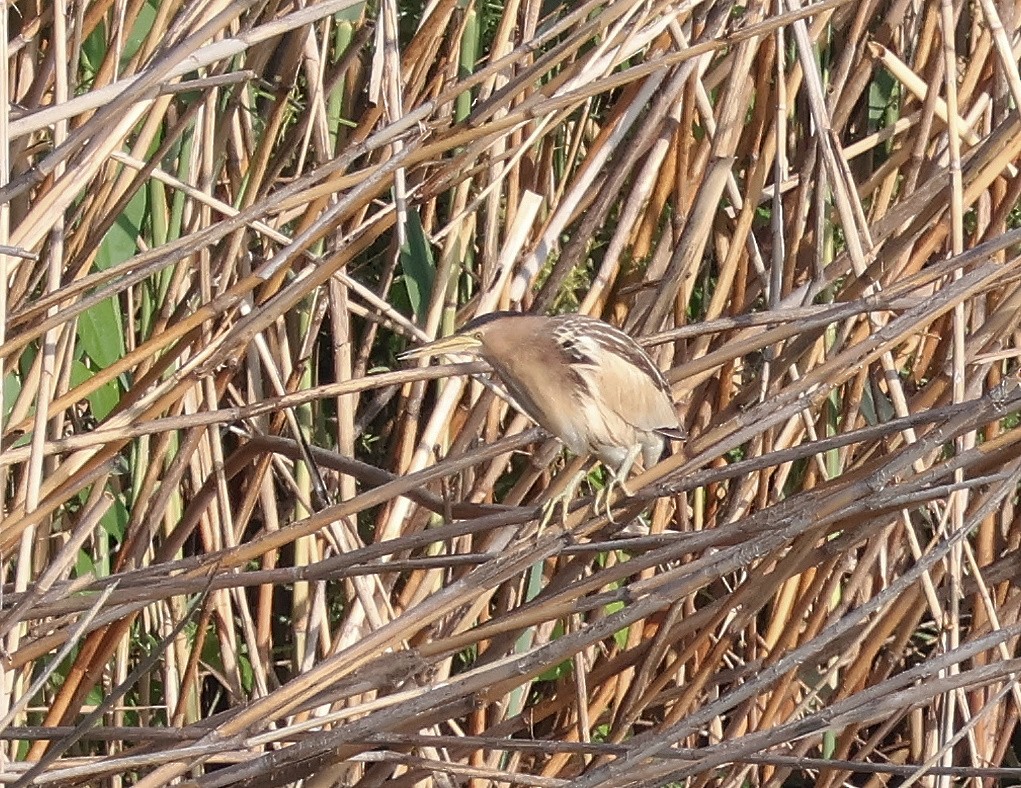 Little Bittern - Mileta Čeković