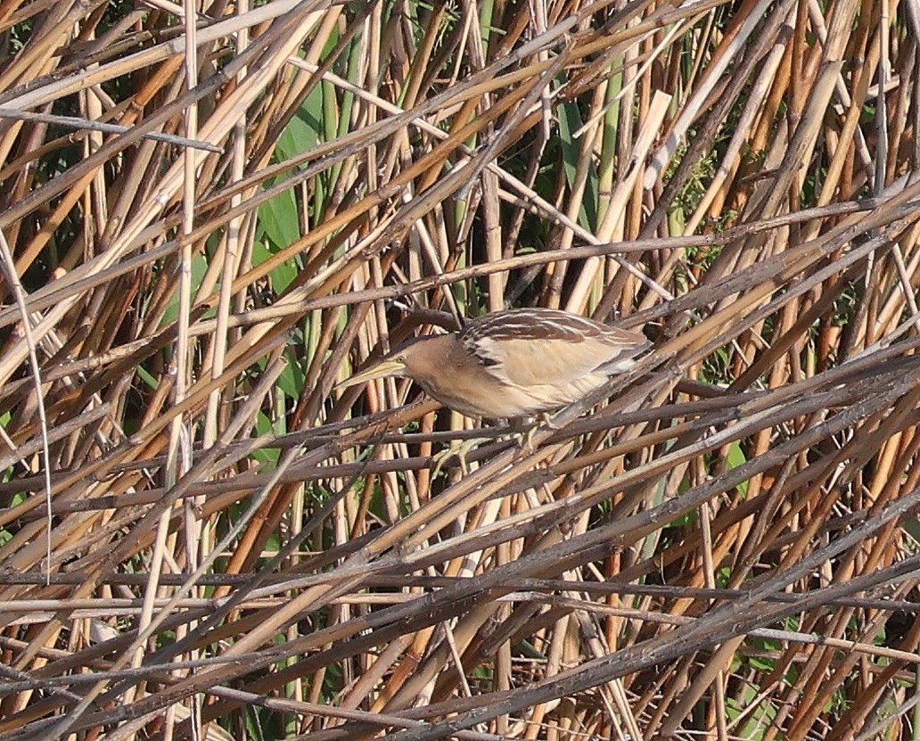 Little Bittern - Mileta Čeković