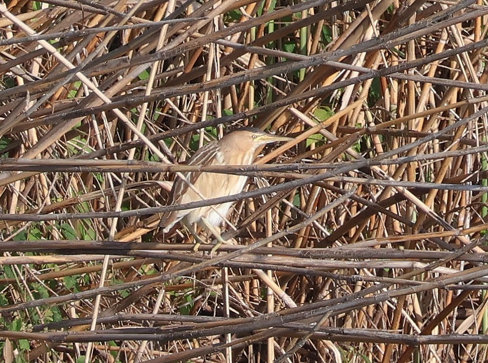 Little Bittern - Mileta Čeković