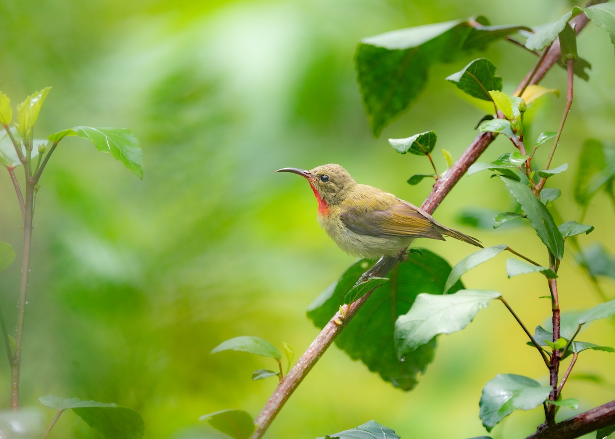 Crimson Sunbird - Reiügi ß