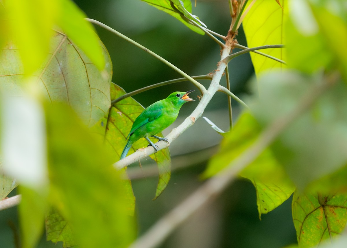 Blue-winged Leafbird - Reiügi ß