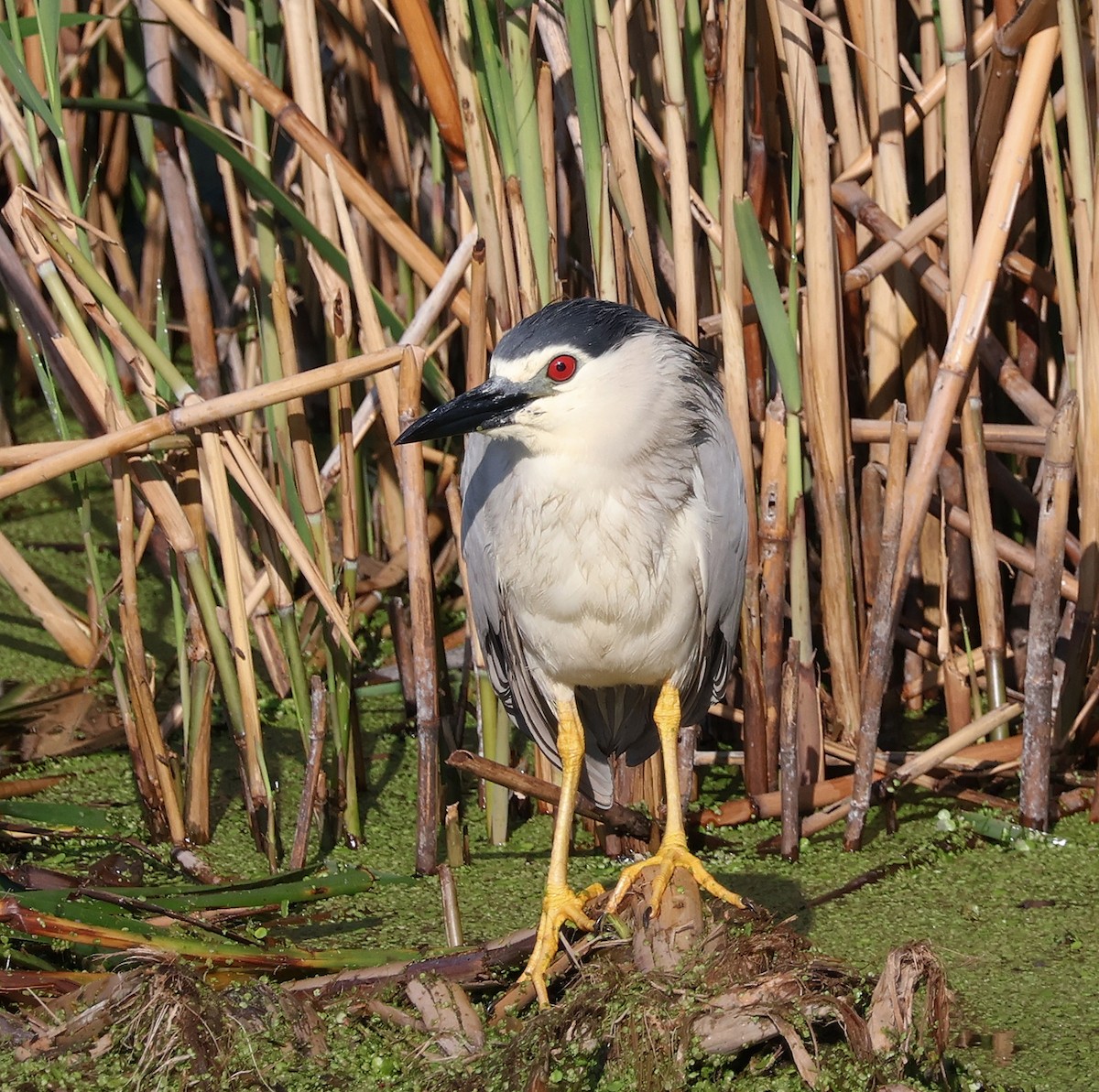 Black-crowned Night Heron - Mileta Čeković