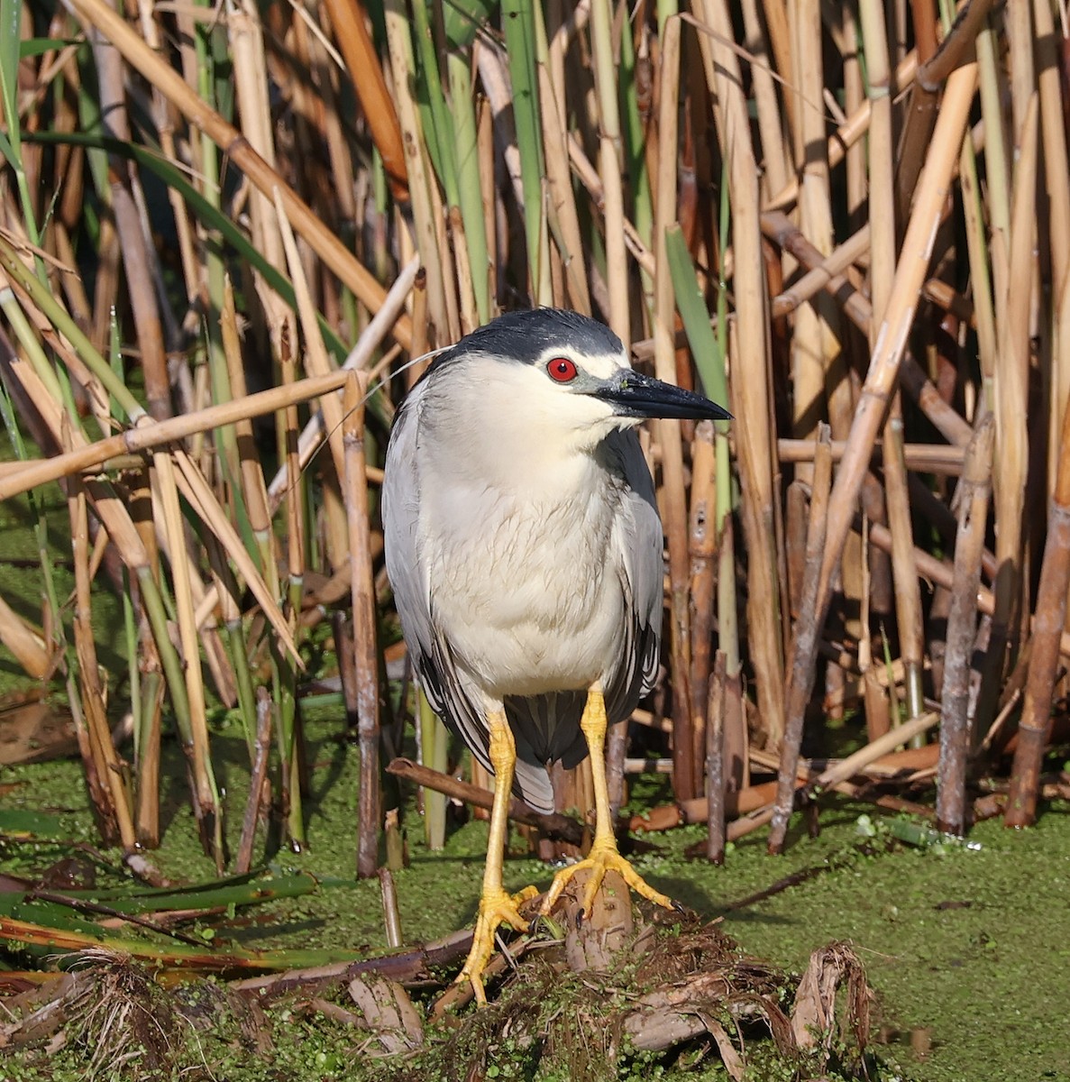 Black-crowned Night Heron - Mileta Čeković