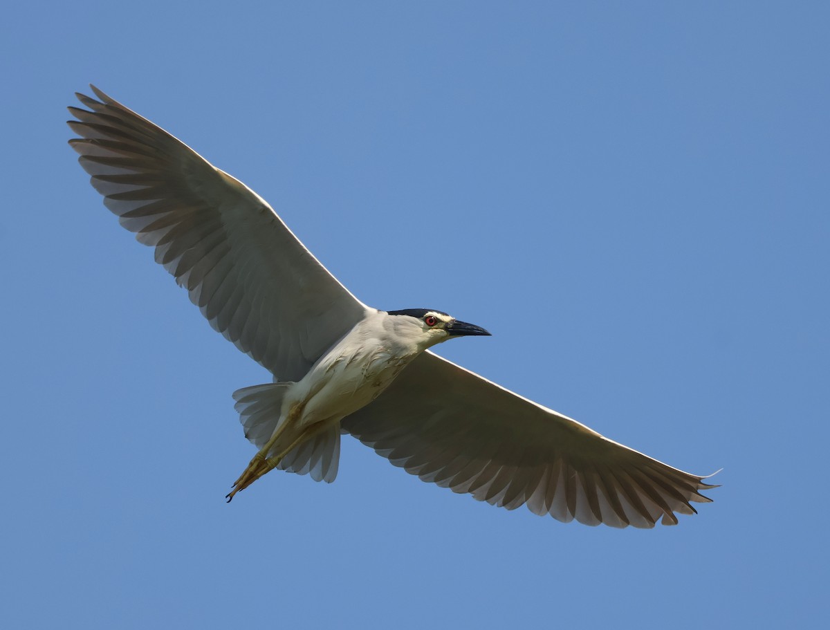 Black-crowned Night Heron - Mileta Čeković