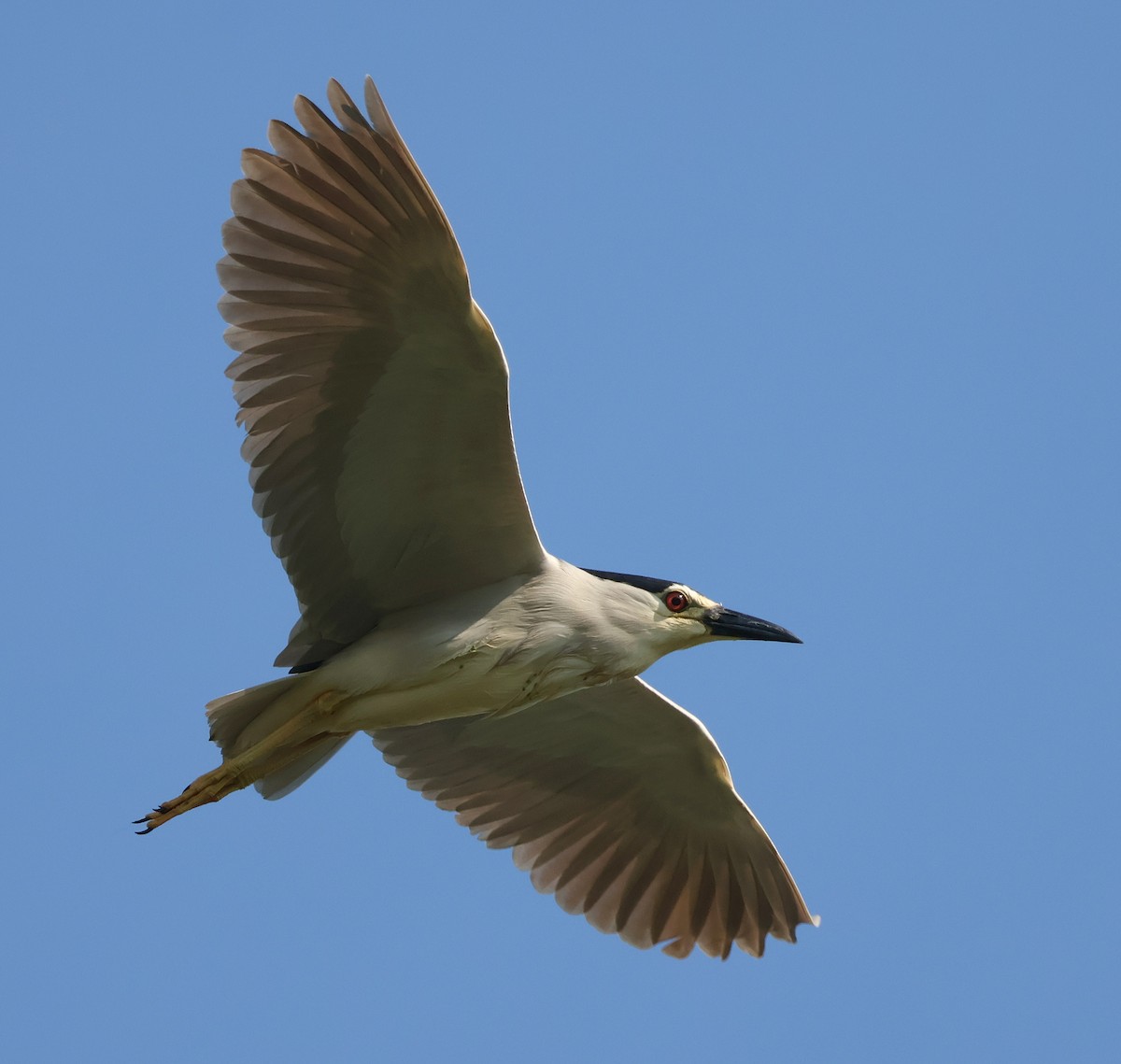 Black-crowned Night Heron - Mileta Čeković