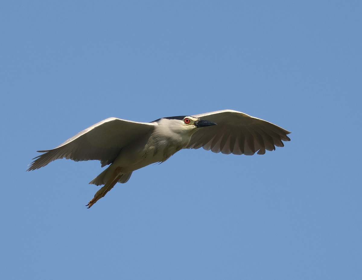 Black-crowned Night Heron - Mileta Čeković