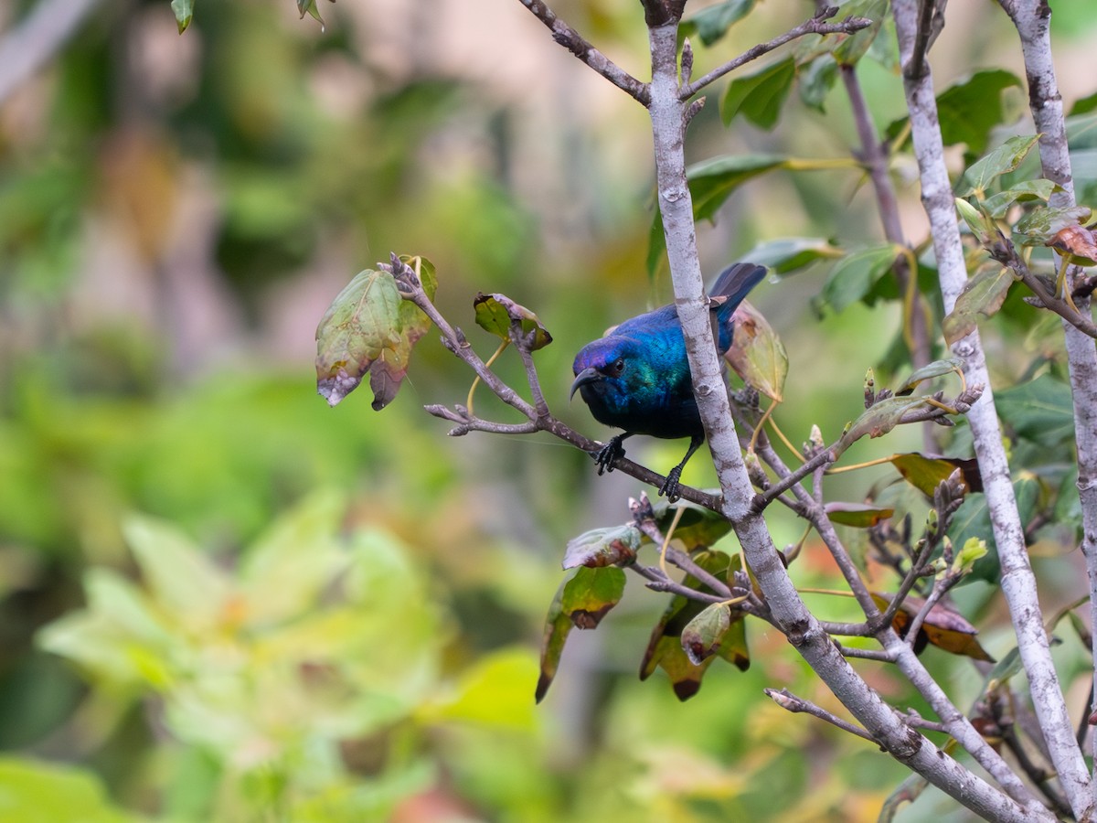 Palestine Sunbird (Palestine) - ML619560814