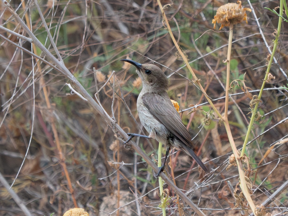 Palestine Sunbird (Palestine) - ML619560815
