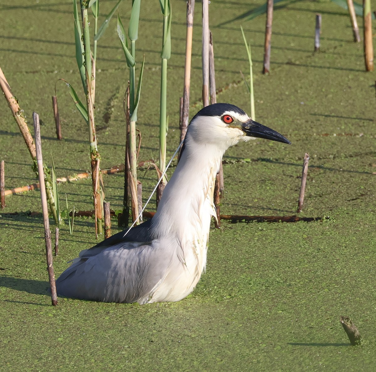 Black-crowned Night Heron - Mileta Čeković